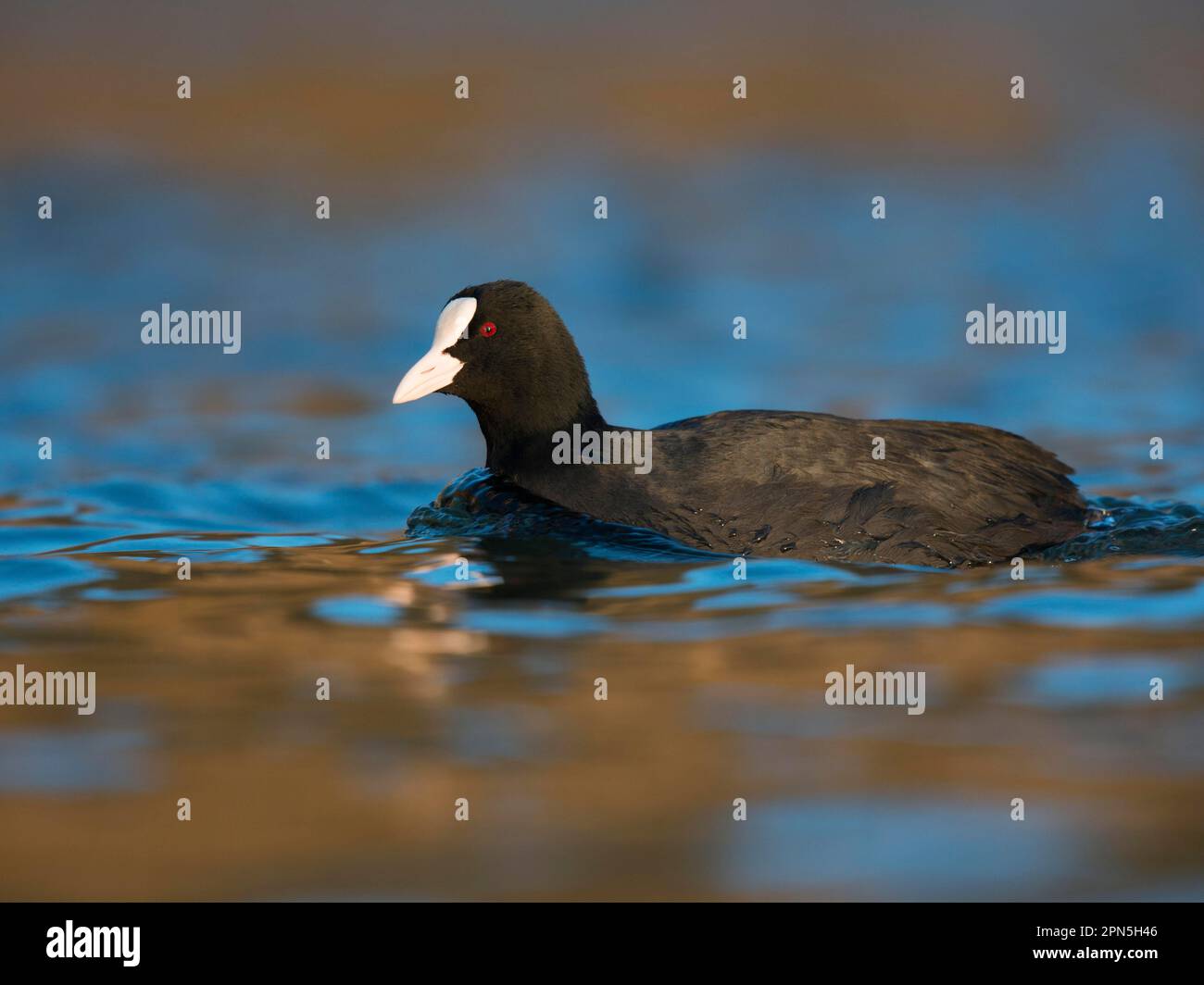 Common coot (Fulica atra), Wasserbillig, Moselle, Luxembourg Stock Photo