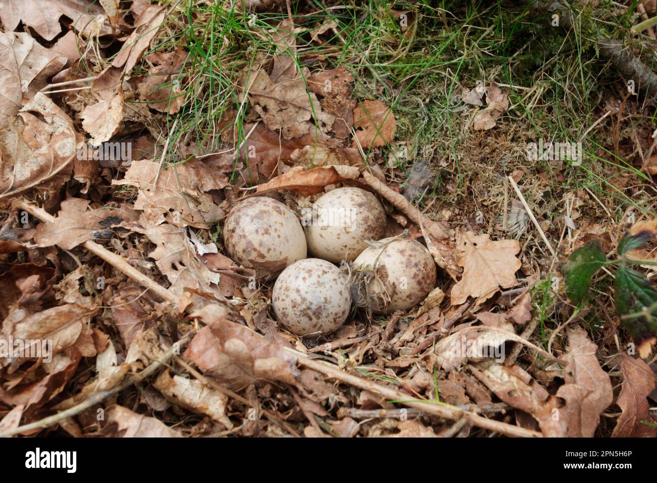 Eurasian woodcock (Scolopax rusticola) four eggs in nest, amid oak leaf litter in woodland, Peak District, Derbyshire, England, United Kingdom Stock Photo