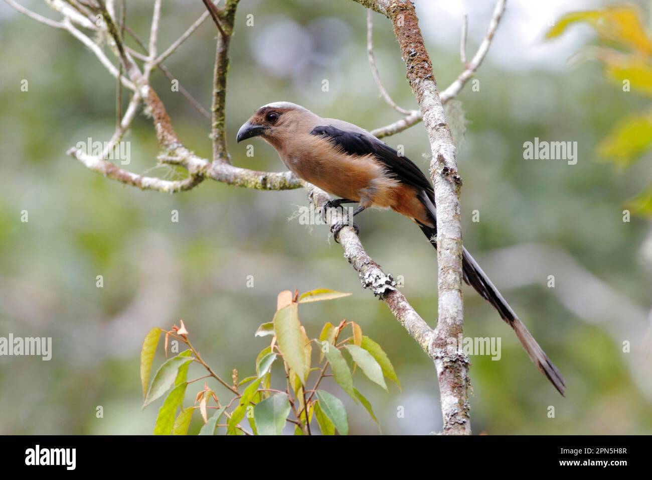 Bornean Treepie (Dendrocitta cinerascens) adult, sitting on a branch in