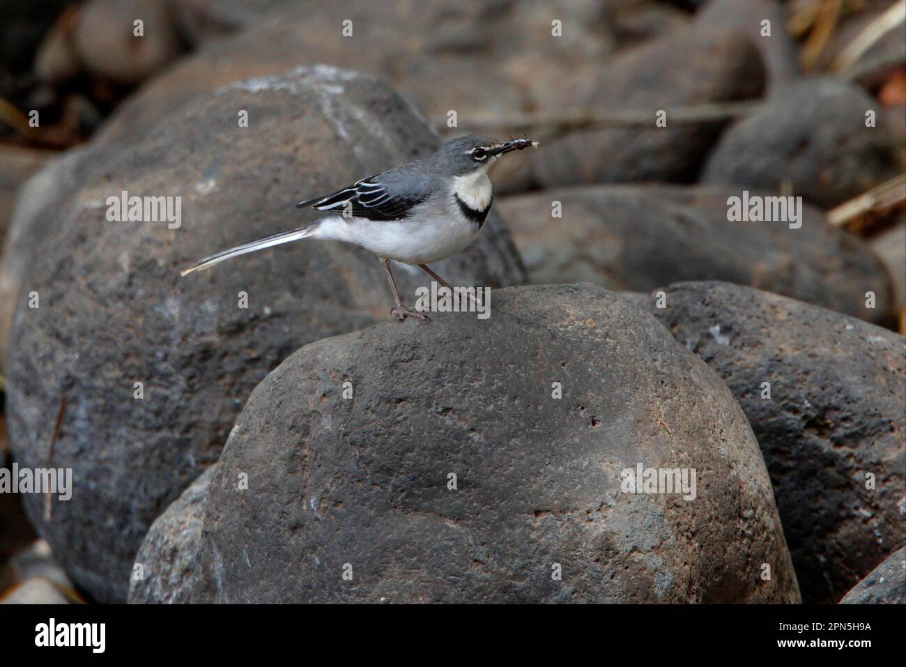 Mountain wagtail (Motacilla clara), Long-tailed wagtails, Songbirds, Animals, Birds, Mountain wagtail adult, standing on rock, with food in beak Stock Photo