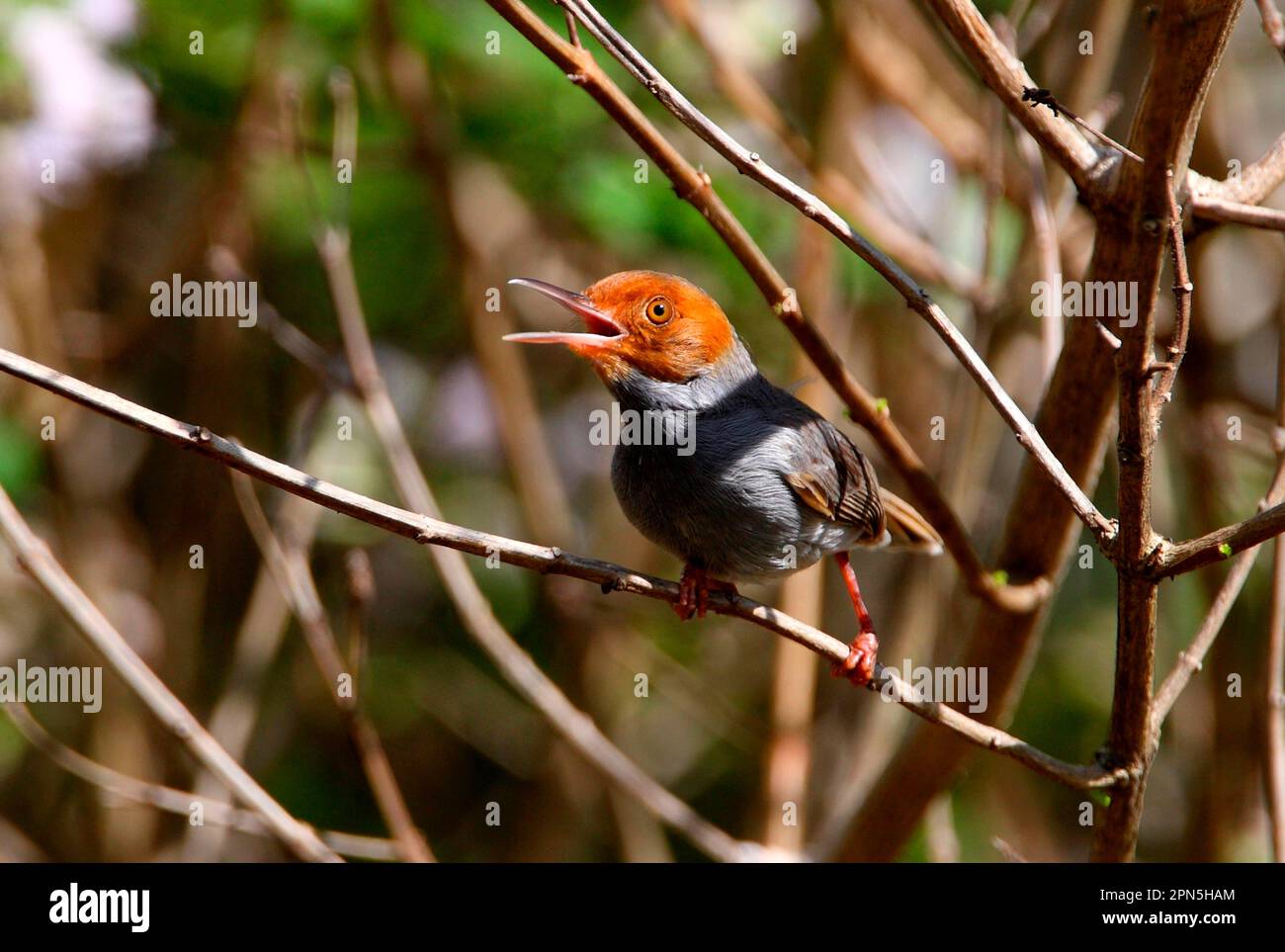 Ashy Tailorbird (Orthotomus ruficeps borneoensis) adult male, singing, perched on twig, Sabah, Borneo, Malaysia Stock Photo
