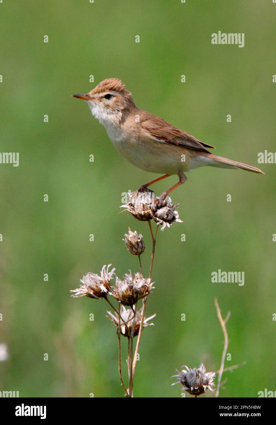 Booted Warbler (Hippolais caligata) adult, crown feathers raised, perched on seedhead, Aqmola Province, Kazakhstan Stock Photo