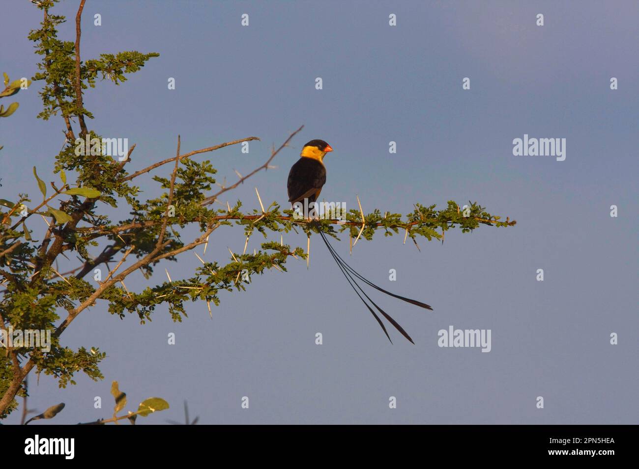 King dowager, royal dowager, royal dowagers, songbirds, animals, birds