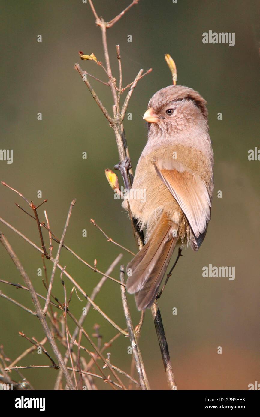Brown Parrotbill (Paradoxornis unicolor) adult, perched on twig, Erlang Shan, Sichuan Province, China Stock Photo