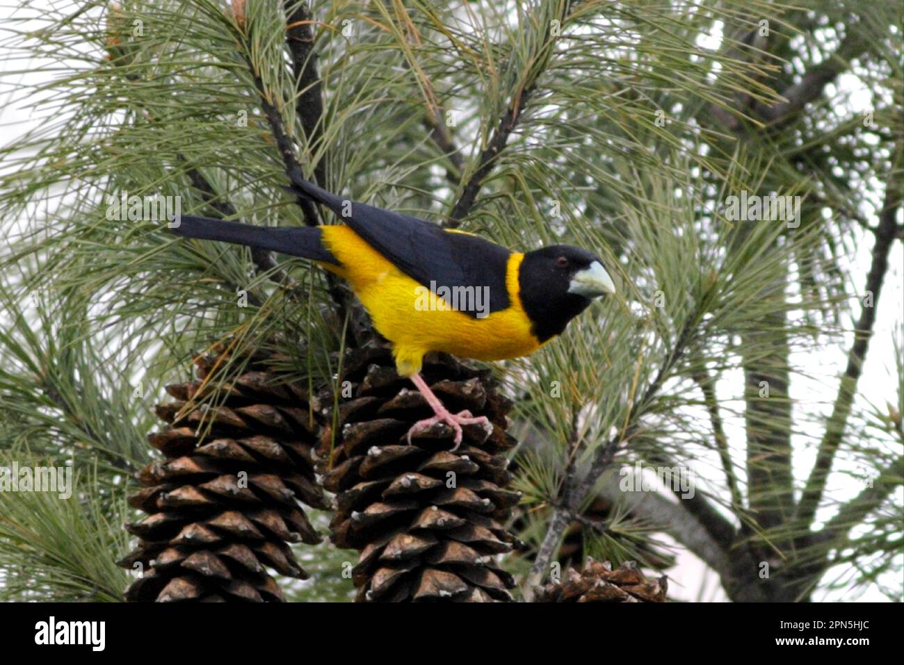 Collared Grosbeak (Mycerobas affinis) adult male, perched on pine cones, Zixi Shan, Chuxiong, Yunnan, China Stock Photo