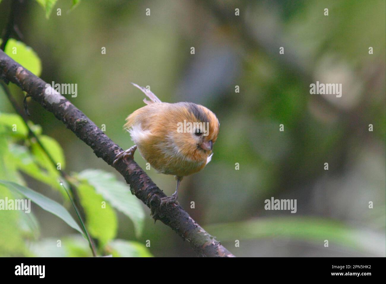 Yellow-fronted Parrotbill, Yellow-fronted Parrotbill, Songbirds, Animals, Birds, Fulvous Parrotbill (Paradoxornis fulvifrons) adult perched, Sichuan Stock Photo