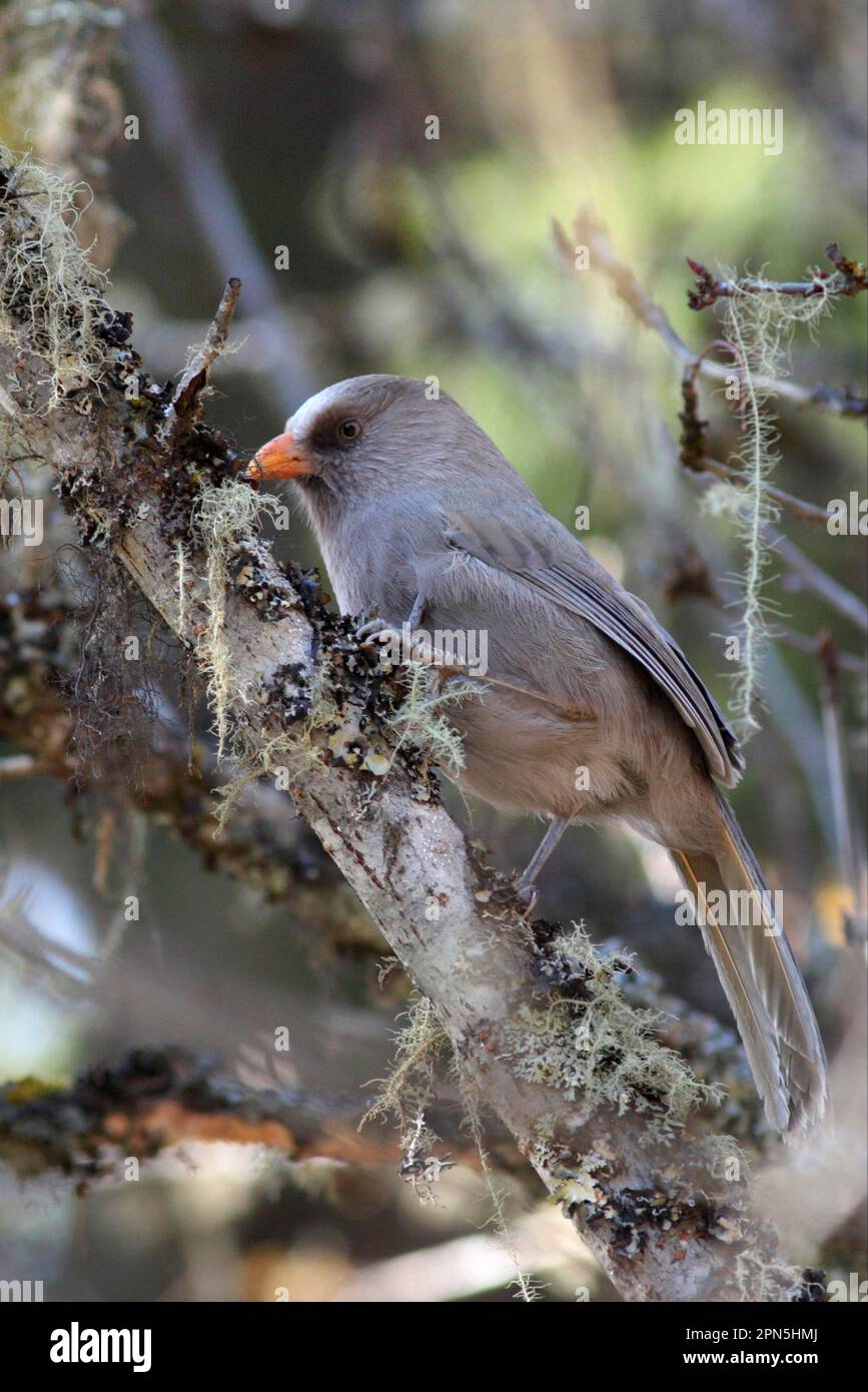 Great Parrotbill (Conostoma oemodium) adult, perched on branch, Wanglang National Nature Reserve, Sichuan, China Stock Photo