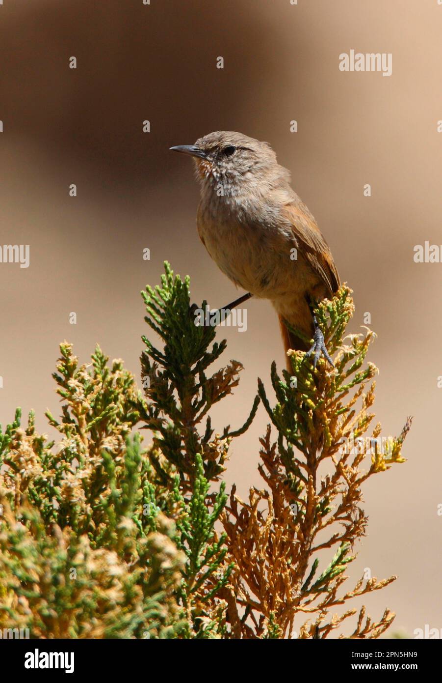 Puna Canastero (Asthenes sclateri) adult, perched on bush, Jujuy, Argentina Stock Photo