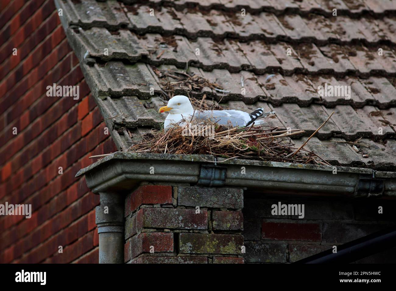 Herring Gull (Larus argentatus) adult, breeding plumage, nesting on