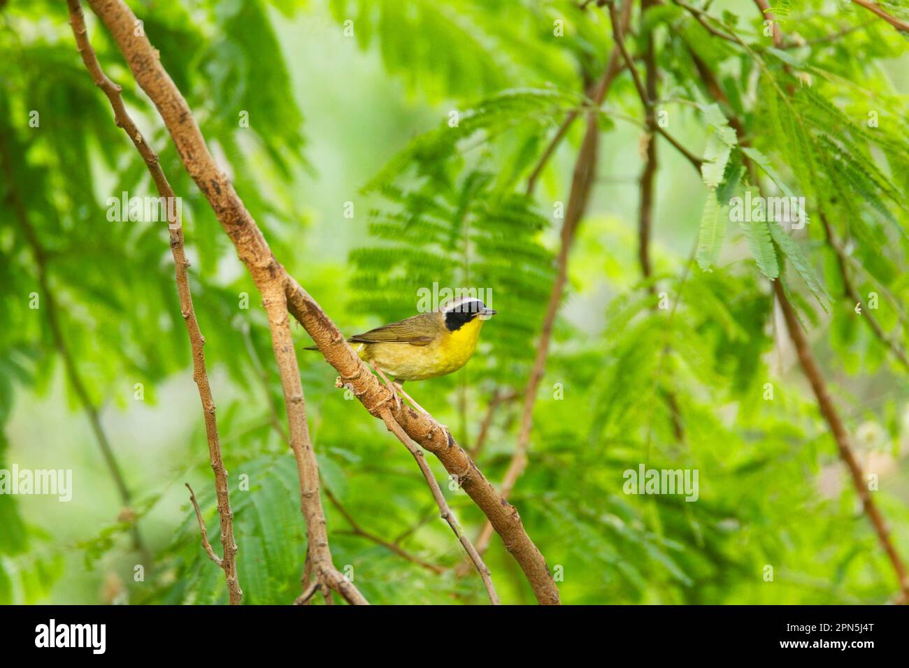 Common Yellowthroat (Geothlypis trichas), common yellowthroat