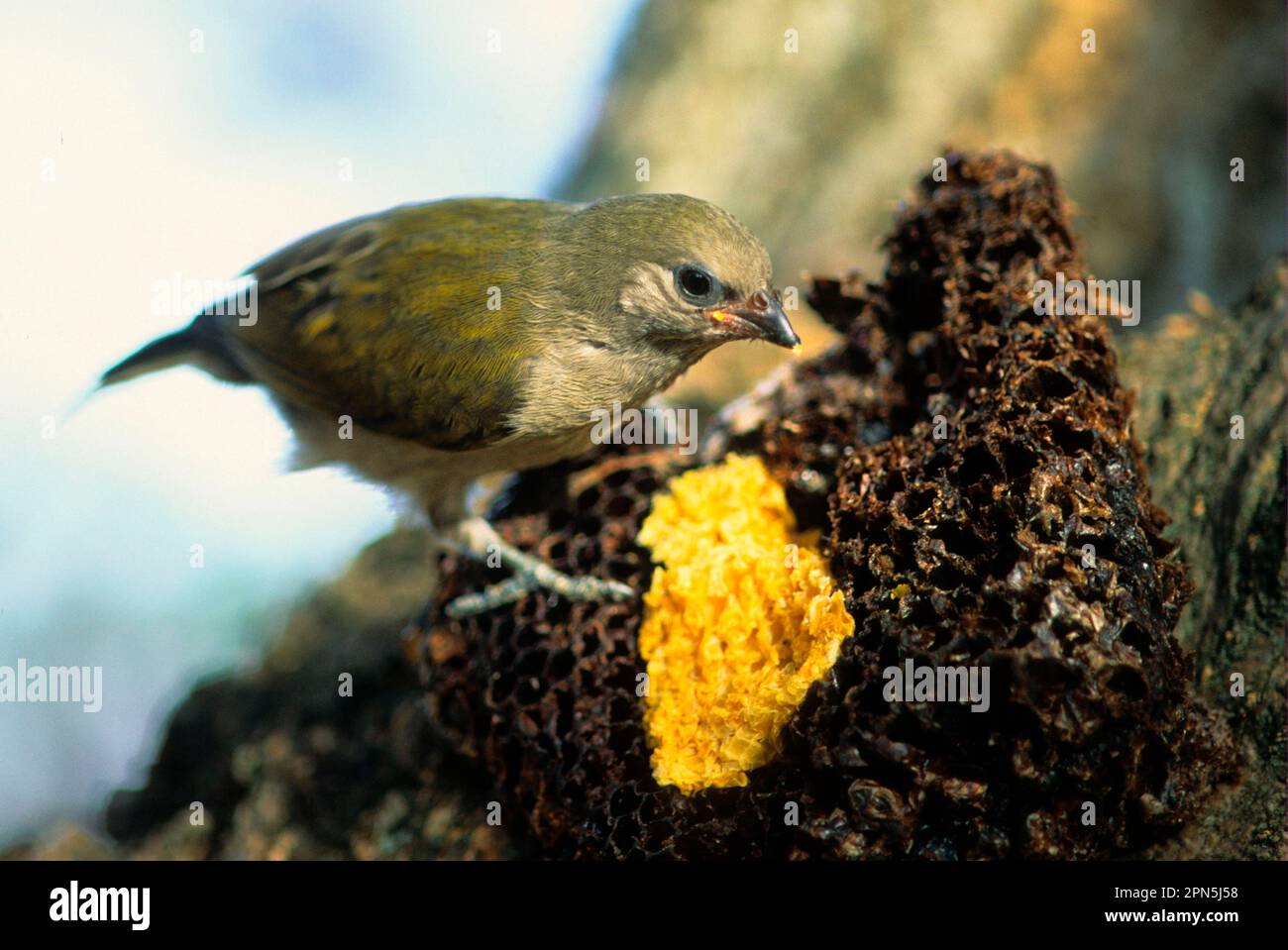 Taveta Honeyguide, Woodpeckers, Animals, Birds, Pallid Honeyguide