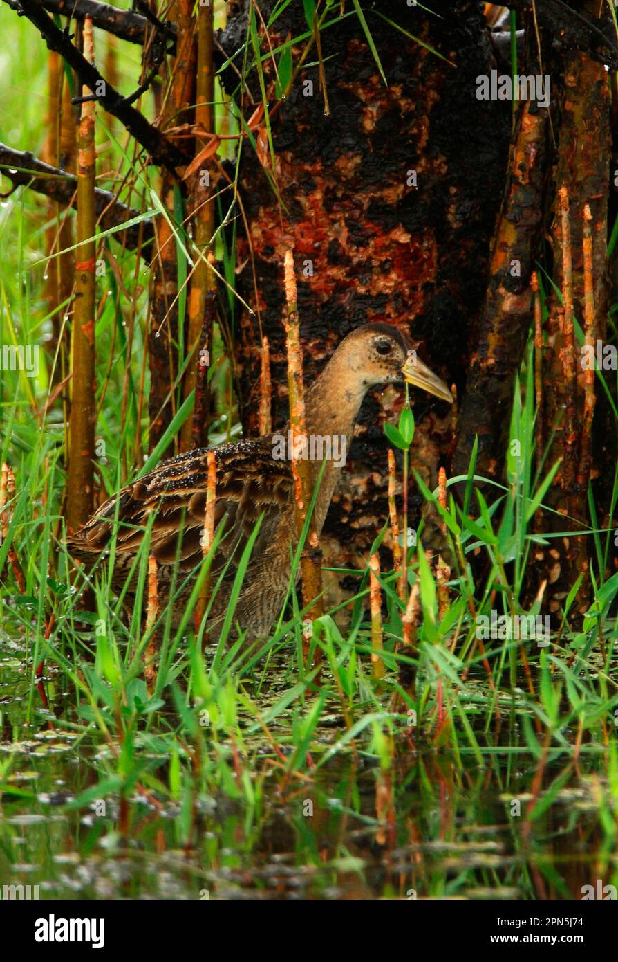Watercock (Gallicrex cinerea), watercocks, rails, animals, birds, Watercock adult male, non-breeding plumage, wading in marsh, Sri Lanka Stock Photo