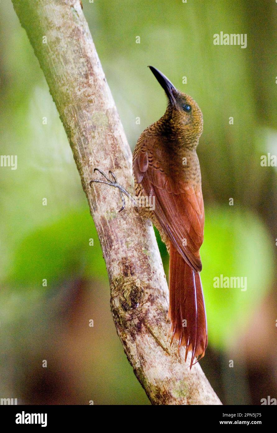 Northern Barred-woodcreeper (Dendrocolaptes sanctithomae) adult, clinging to branch, Pipeline Road, Soberania N. P. Panama Stock Photo