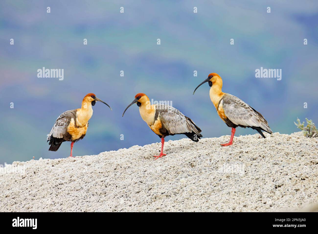 Black-faced Ibis (Theristicus melanopis) three adults, standing on calcium carbonate rocks, Torres del Paine N. P. Southern Patagonia, Chile Stock Photo
