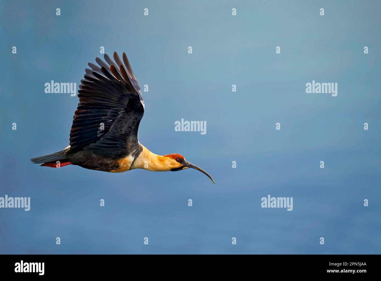 Black-faced Ibis (Theristicus melanopis) adult, in flight, Torres del Paine N. P. Southern Patagonia, Chile Stock Photo