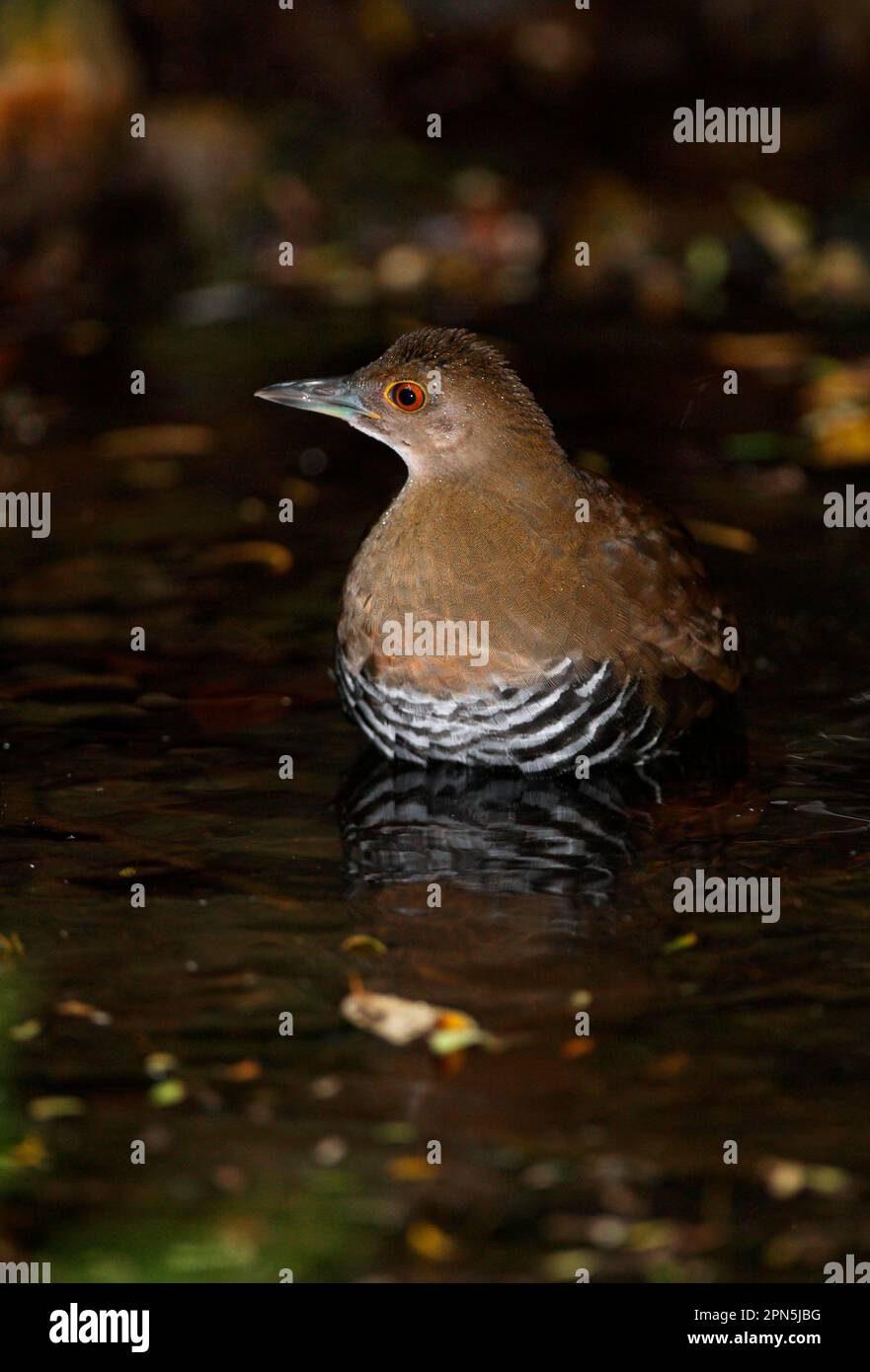 Slaty-legged Crake (Rallina eurizonoides telmatophila) immature, bathing in forest pool, Kaeng Krachan N. P. Thailand Stock Photo