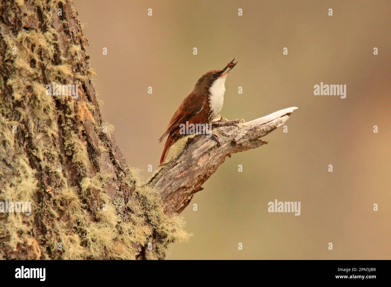 White-throated Treerunner (Pygarrhichas albogularis) adult, with insect in beak, perched on tree trunk, Tierra del Fuego N. P. Tierra del Fuego Stock Photo