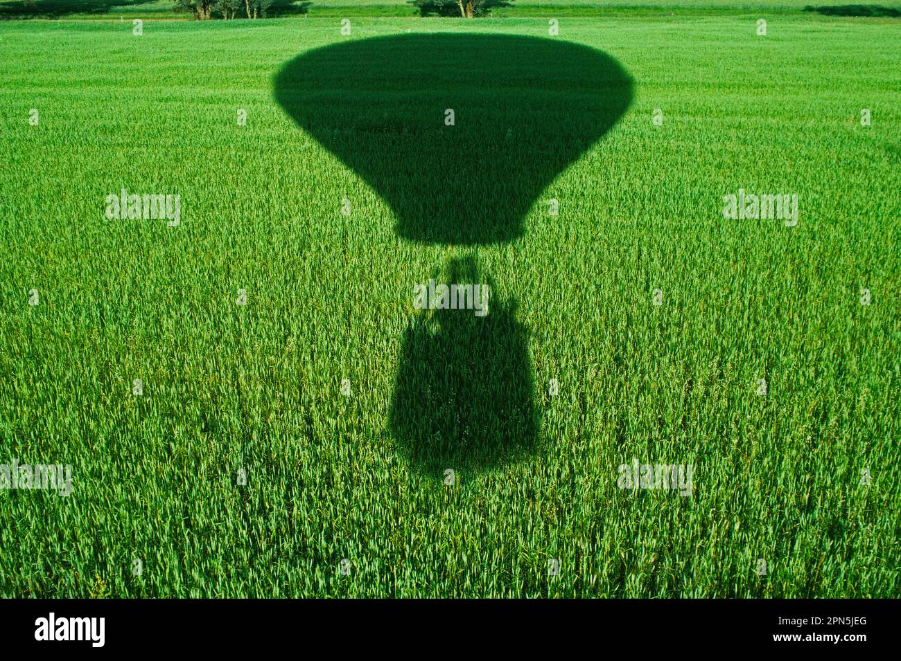 Balloon shadow over young wheat as it is about to land Stock Photo
