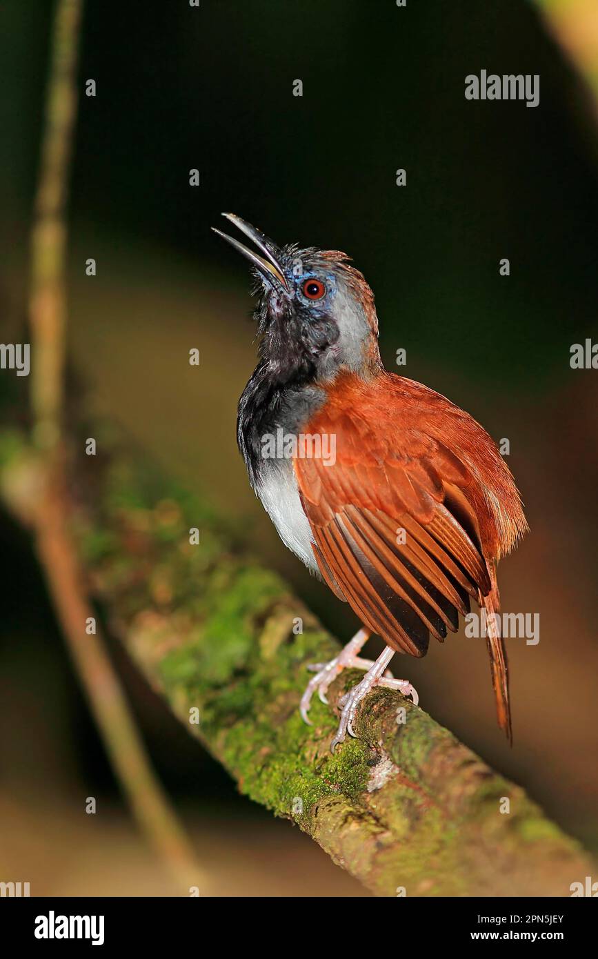 White-bellied Antbird (Myrmeciza longipes) adult male, singing, perched on branch, Trinidad, Trinidad and Tobago Stock Photo