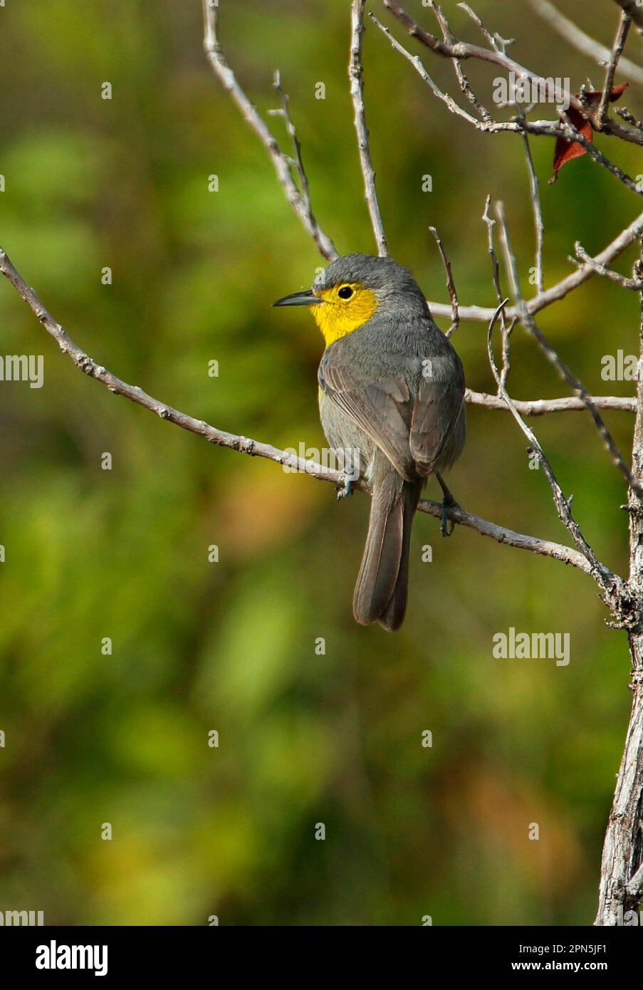 Fornswald Warbler, oriente warbler (Teretistris fornsi), Animals, Birds, Oriente Warbler adult, perched on twig, Cayo Coco, Jardines del Rey, Ciego Stock Photo