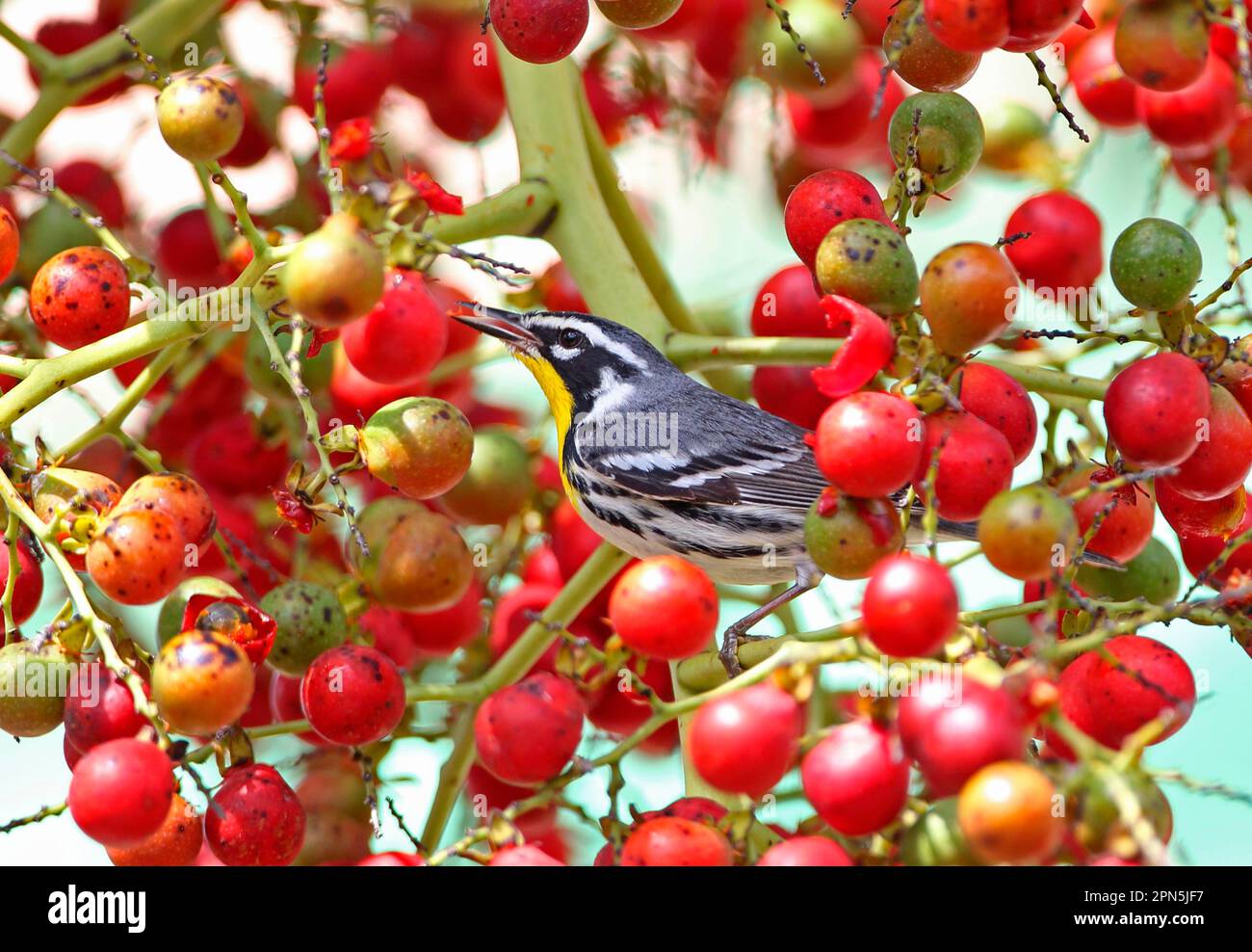 Yellow-rumped warbler (Dendroica dominica), songbirds, animals, birds