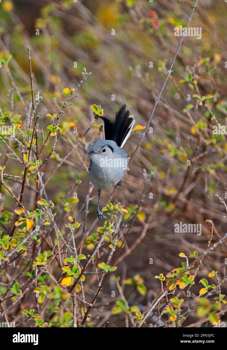 Cuban Gnatcatcher, songbirds, animals, birds, Cuban Gnatcatcher (Polioptila lembeyei) adult male, perched in bush, Cayo Coco, Jardines del Rey, Ciego Stock Photo