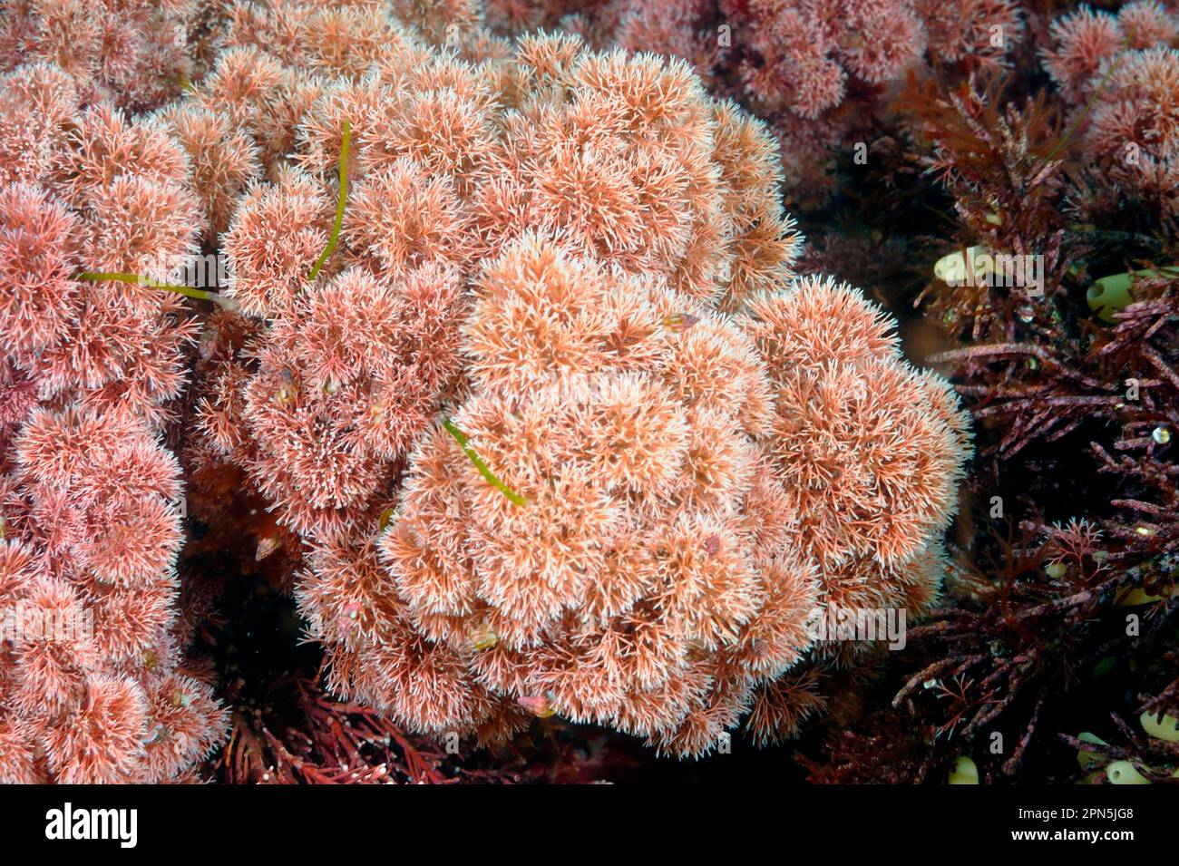 Coralline algae (Jania rubens) underwater, Kimmeridge Bay, Dorset, England, United Kingdom Stock Photo