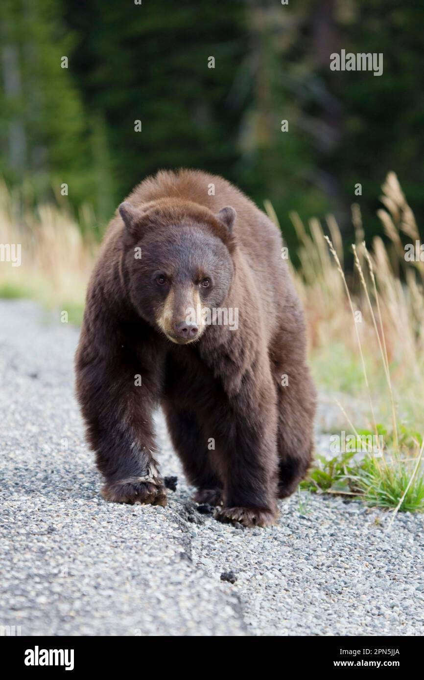 American Black Bear (Ursus americanus), american black bear, bears