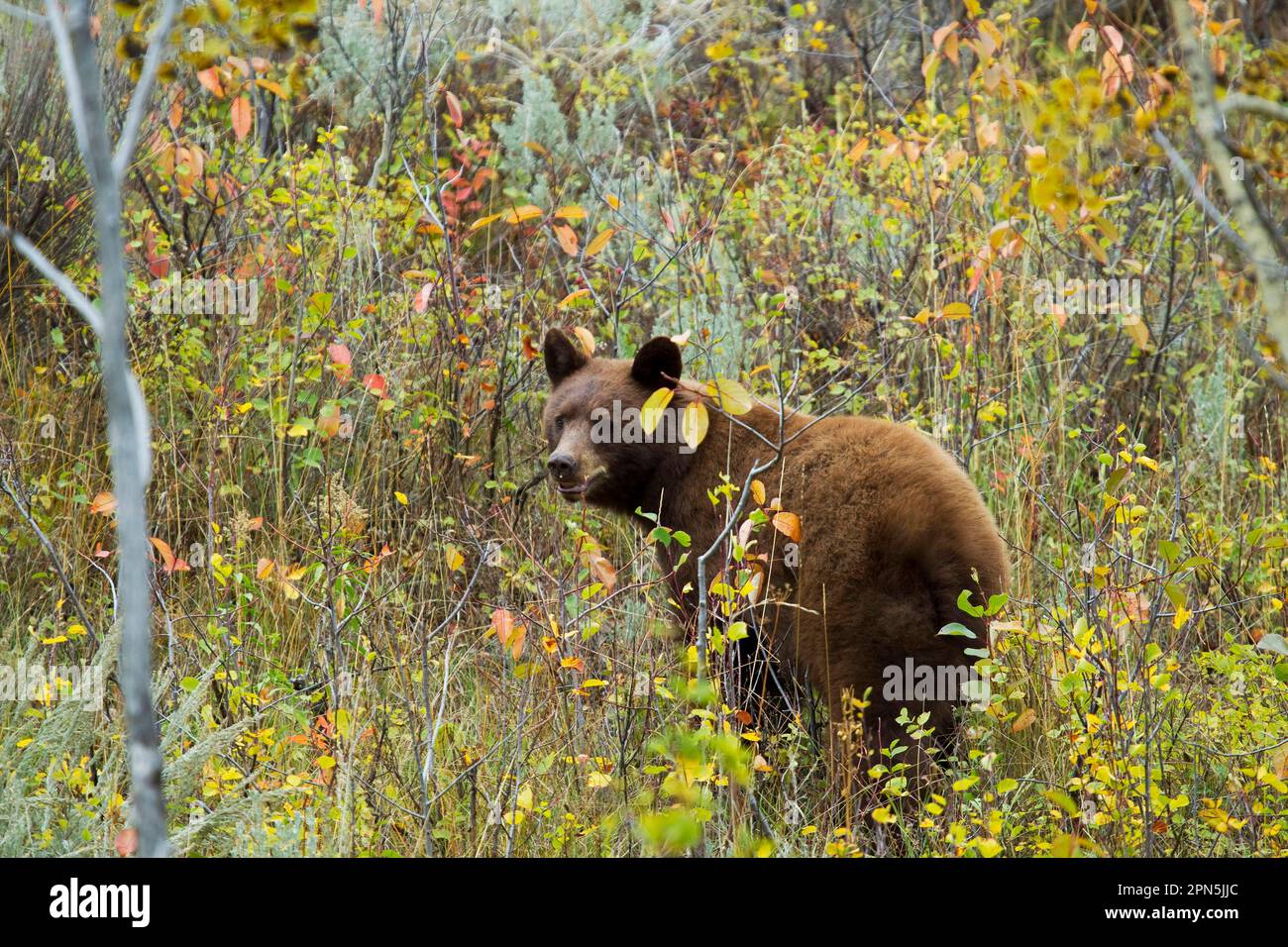 American Black Bear (Ursus americanus), american black bear, bears