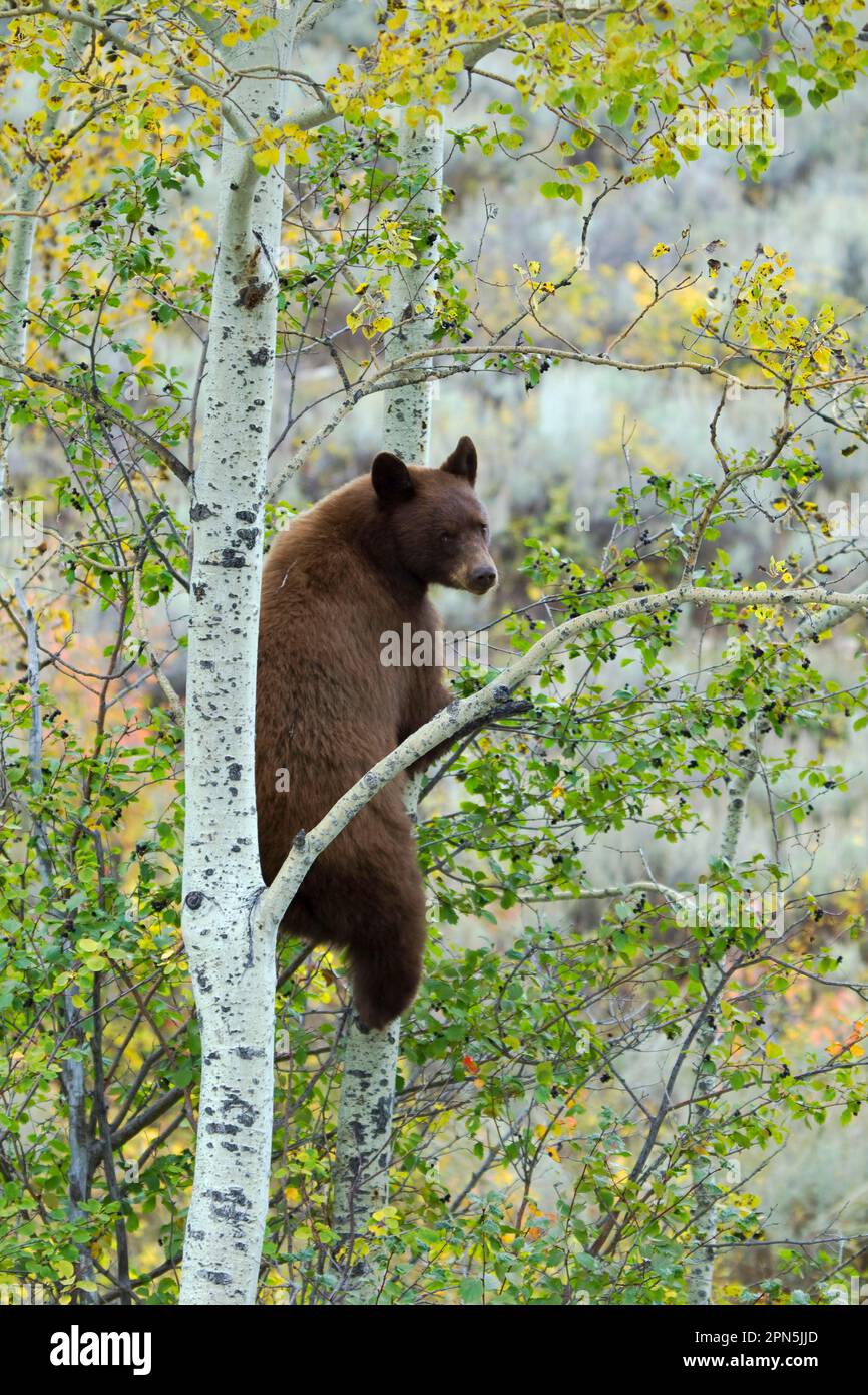 American Black Bear (Ursus americanus), american black bear, bears
