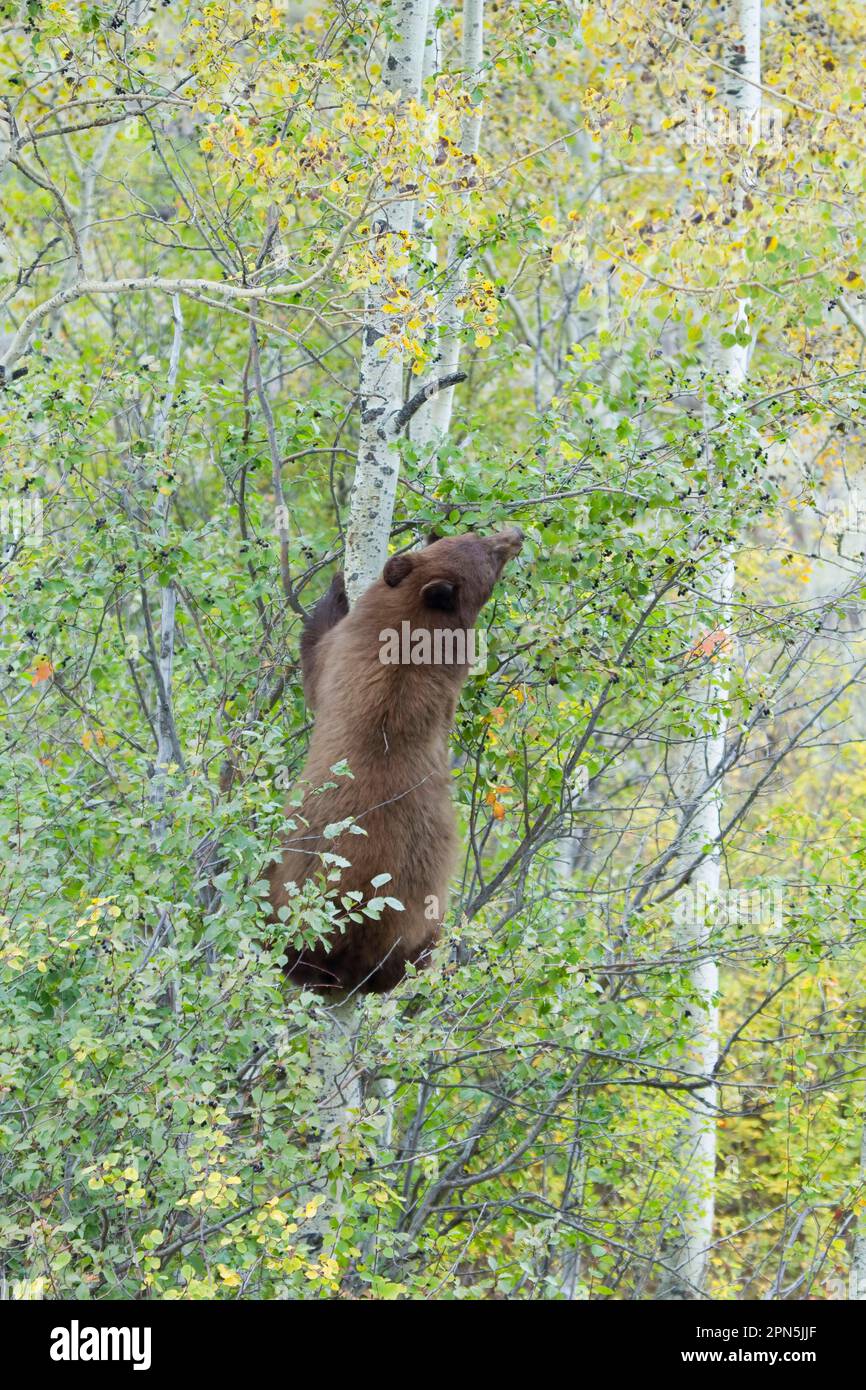 American Black Bear (Ursus americanus), american black bear, bears