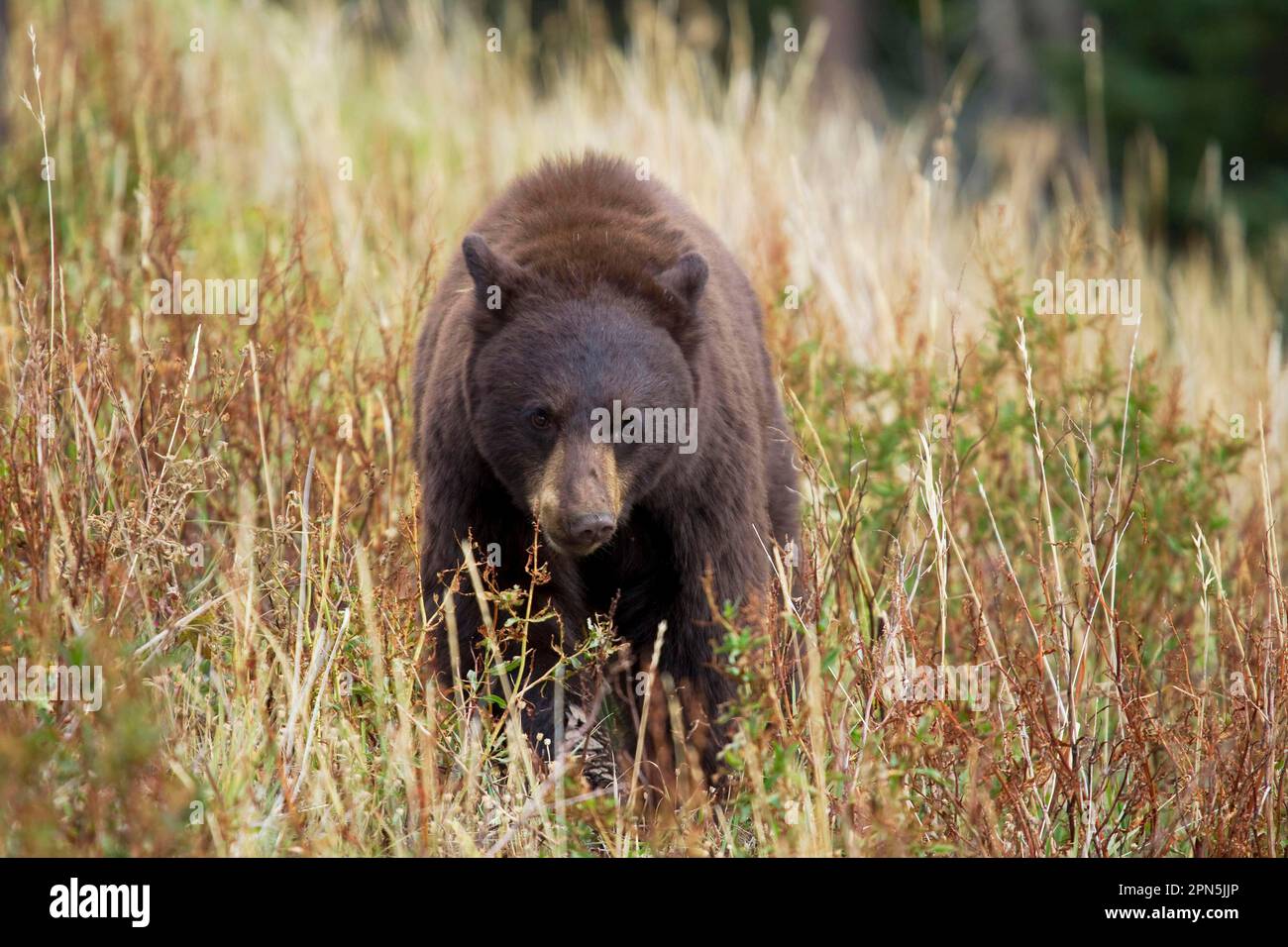 American Black Bear (Ursus americanus), american black bear, bears