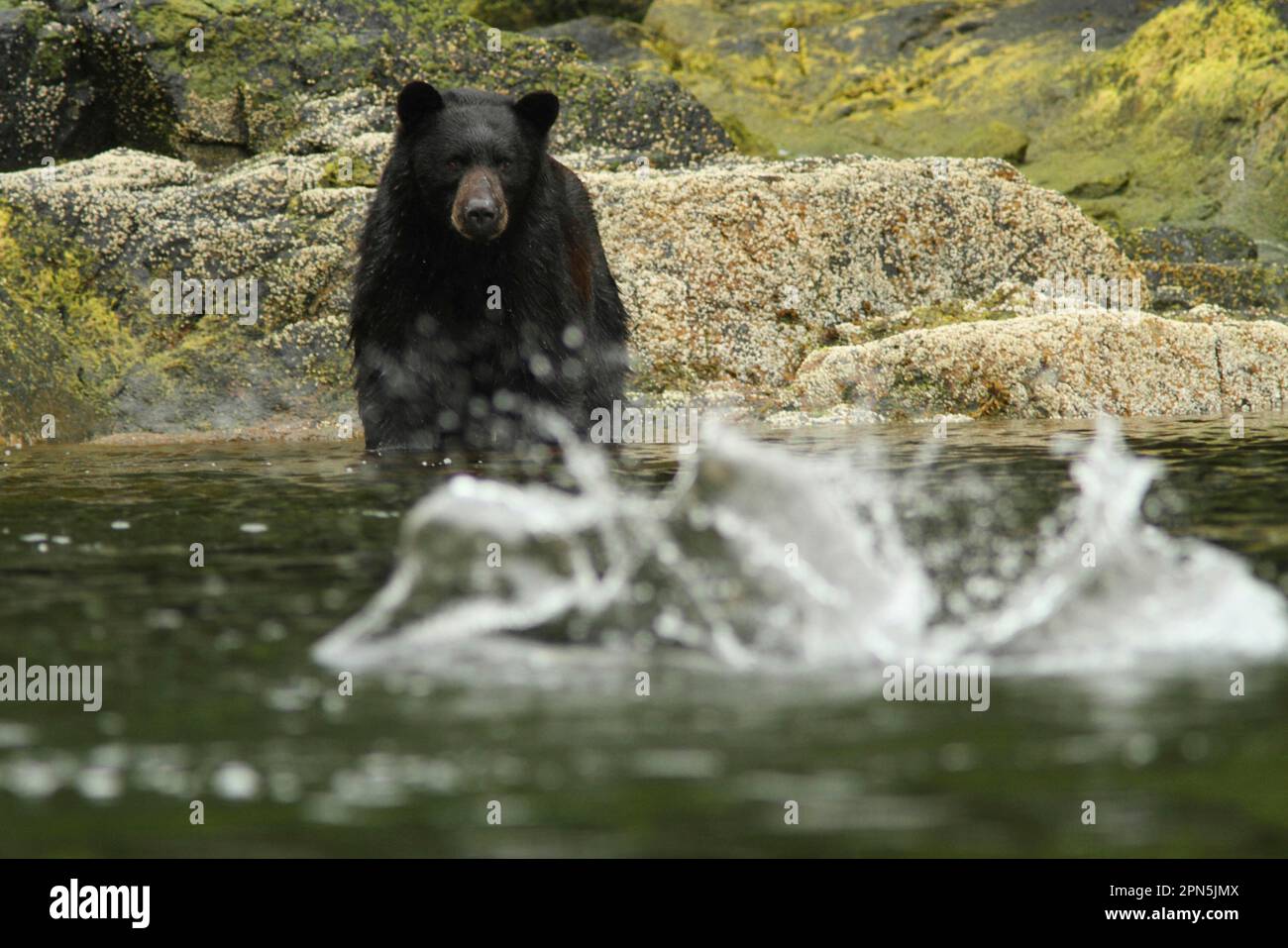 American Black Bear (Ursus americanus kermodei) adult, watching salmon splashing in water, in temperate coastal rainforest, Coast Mountains, Great Stock Photo