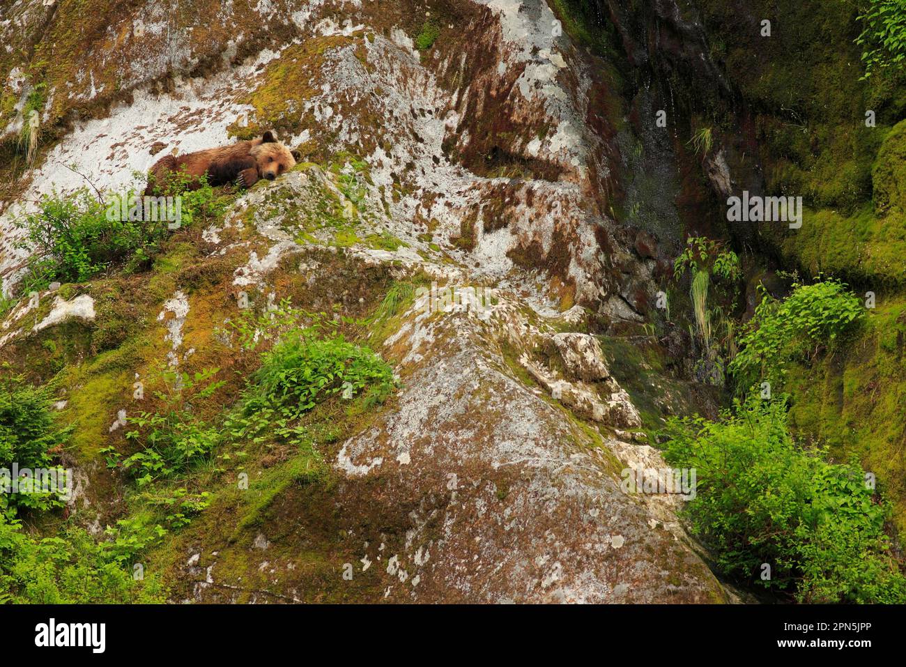 Grizzly Bear (Ursus arctos horribilis) adult, resting on cliff in temperate coastal rainforest habitat, Inside Passage, Coast Mountains, Great Bear Stock Photo