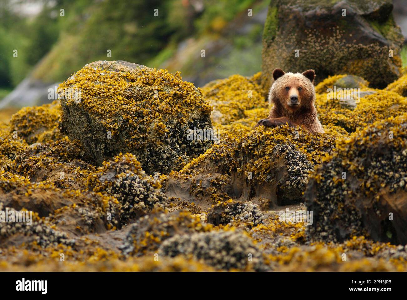 Grizzly Bear (Ursus arctos horribilis) adult, sitting amongst shoreline rocks in temperate coastal rainforest, Inside Passage, Coast Mountains, Great Stock Photo