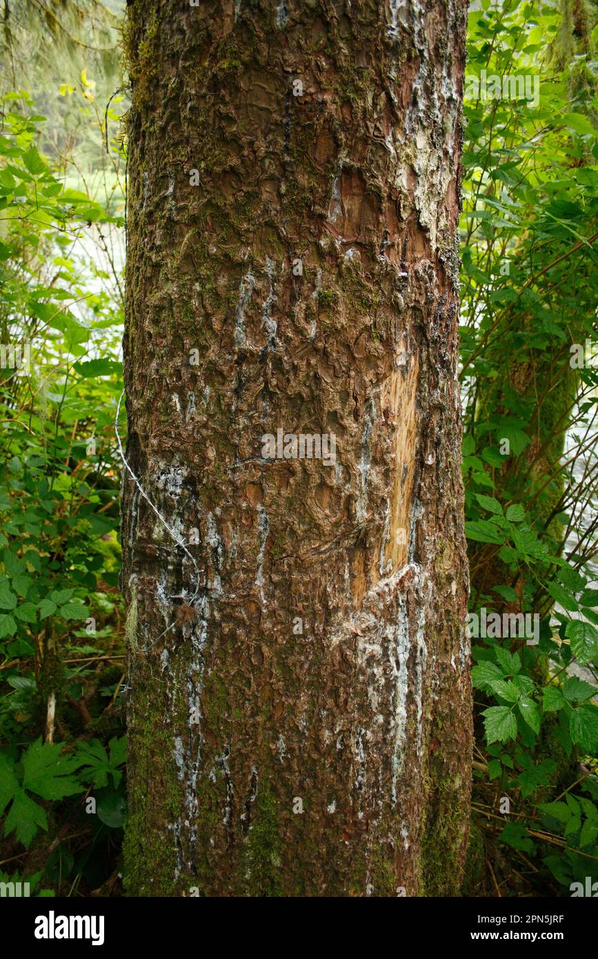 Claw scratch marks of a grizzly bears (Ursus arctos horribilis) on the trunk of sitka spruce (Picea sitchensis) with barbed wire attached to the hair Stock Photo