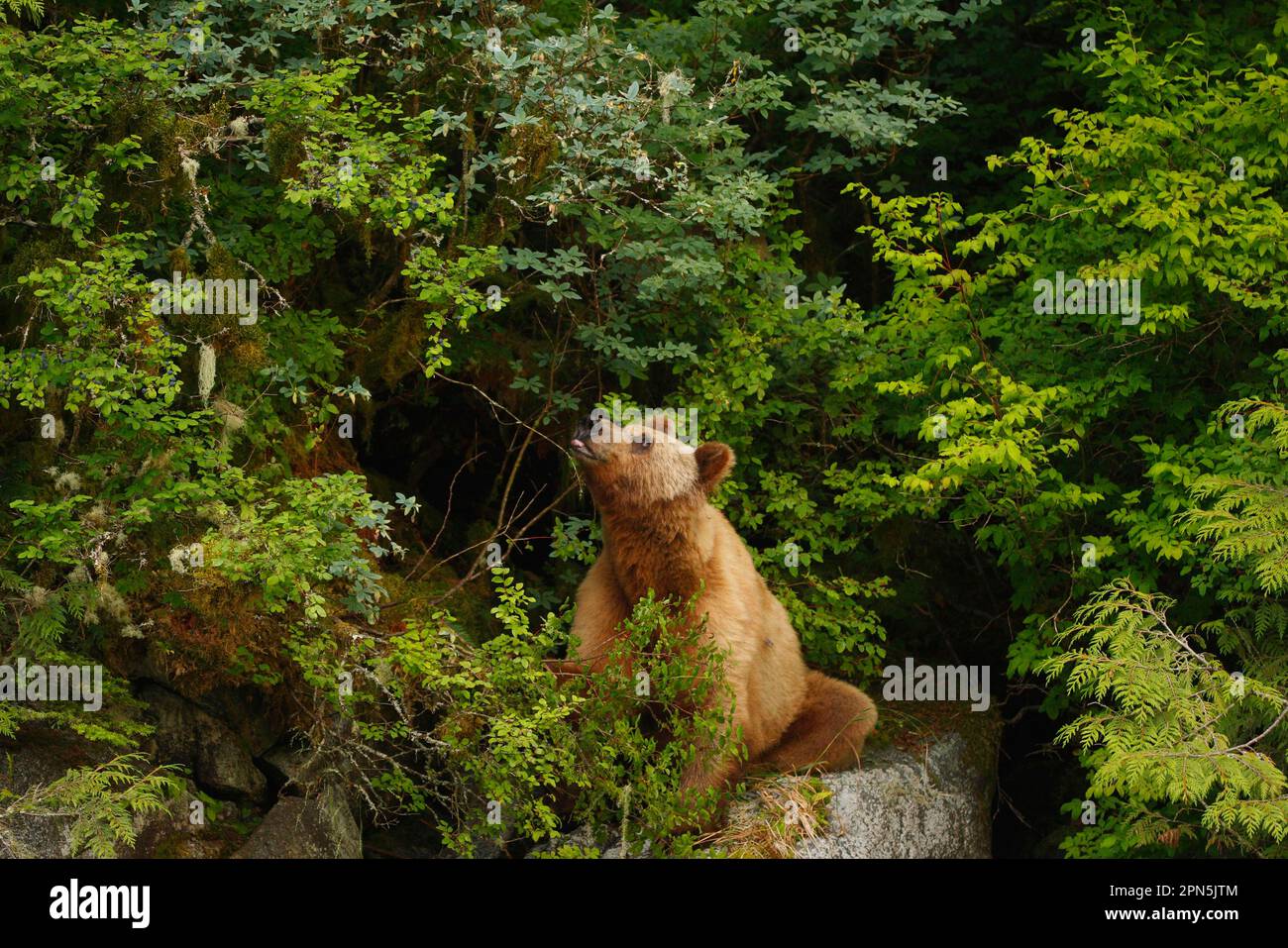 Adult grizzly bear (Ursus arctos horribilis) feeding on blueberries in coastal temperate rainforest, Inside Passage, Coastal Mountains, Great Bear Stock Photo