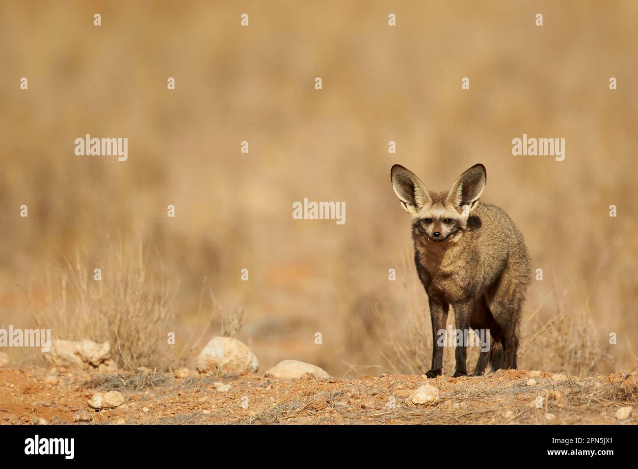 Bateared fox, bateared fox adult, standing on ridge, NamibNaukluft