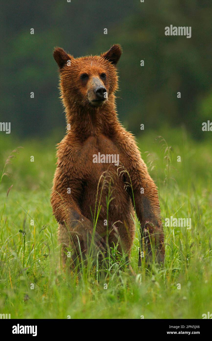 Grizzly bear (Ursus arctos horribilis) young standing on hind legs