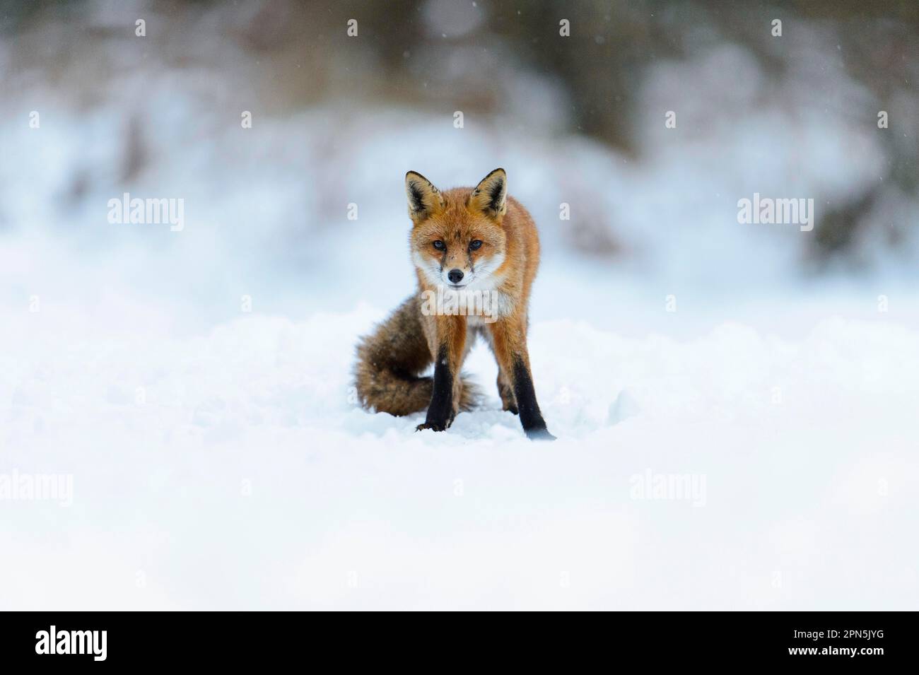Red Fox, red foxes, Fox, Foxes, Canines, Predators, Mammals, Animals