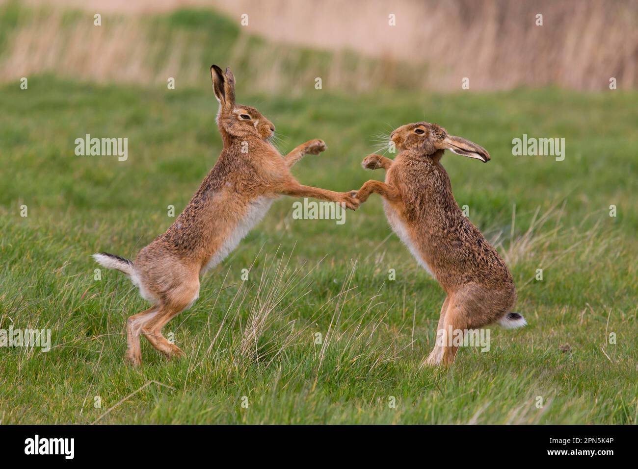 European Hare (Lepus europaeus) adult pair, 'boxing', female fighting ...