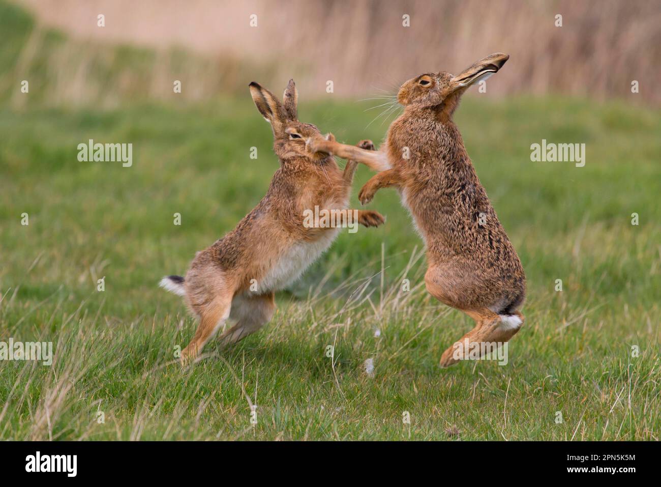 European Hare (Lepus europaeus) adult pair, 'boxing', female fighting ...