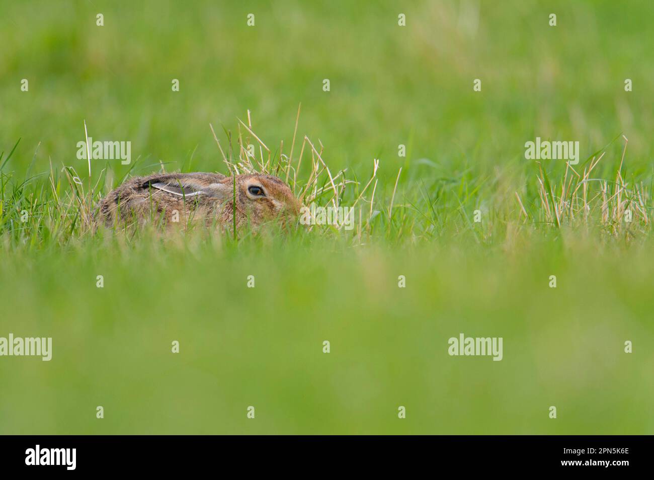 European hare, european hares (Lepus europaeus), hares, rodents, mammals, animals, European Hare adult, laying in form on field, Blithfield Stock Photo