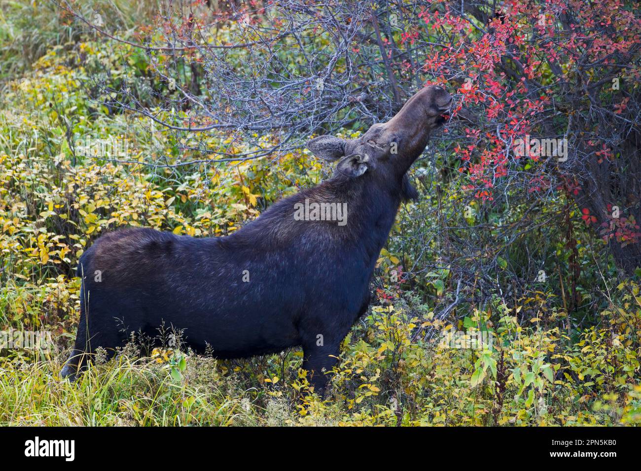American elk (Alces alces shirasi), adult female, feeding on tree leaves, Grand Teton N. P. utricularia ochroleuca (U.) (U.) S. A Stock Photo