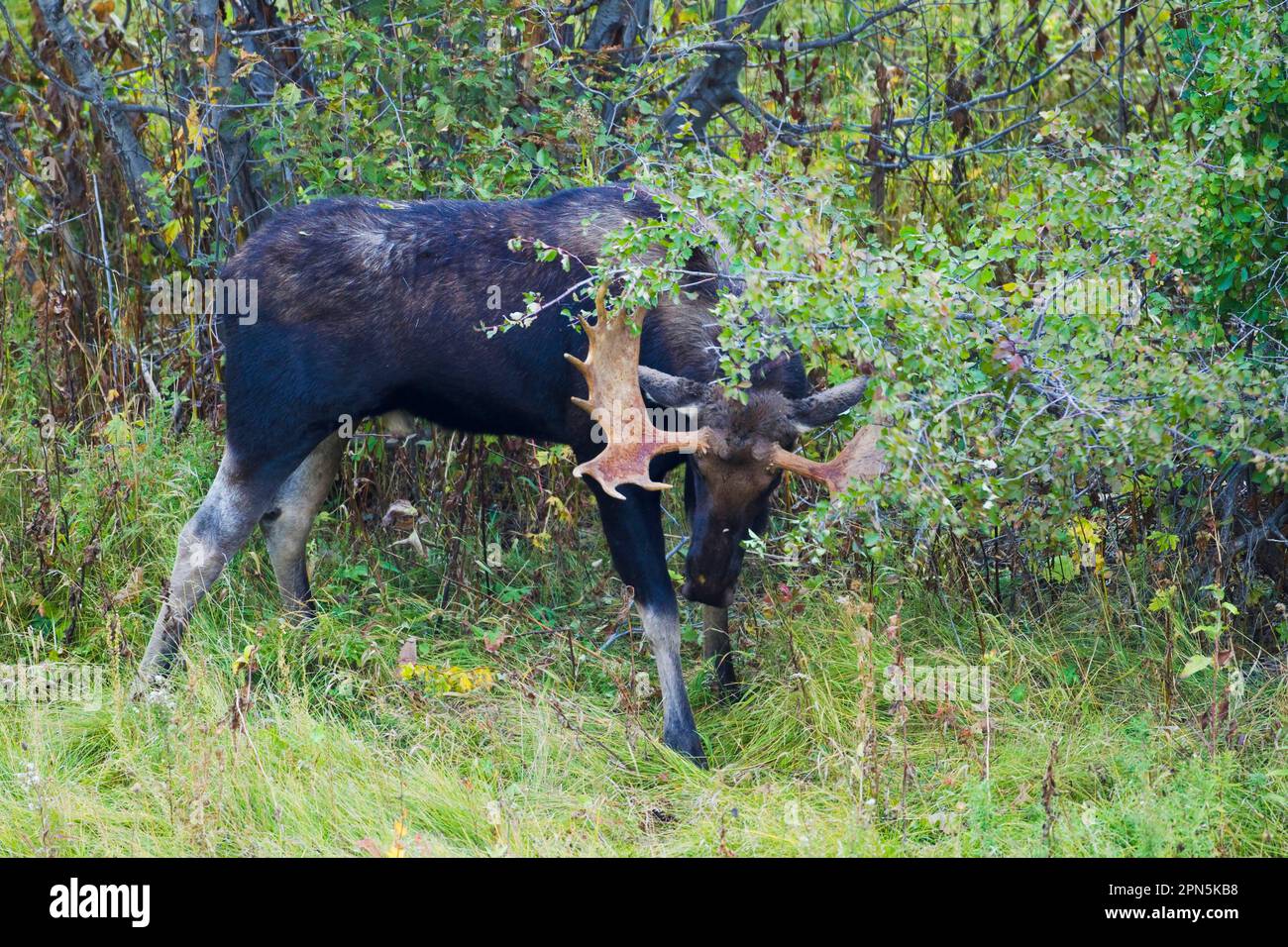 American elk (Alces alces shirasi), adult male, beating branches with antlers, during rutting season, Grand Teton N. P. utricularia ochroleuca (U.) Stock Photo