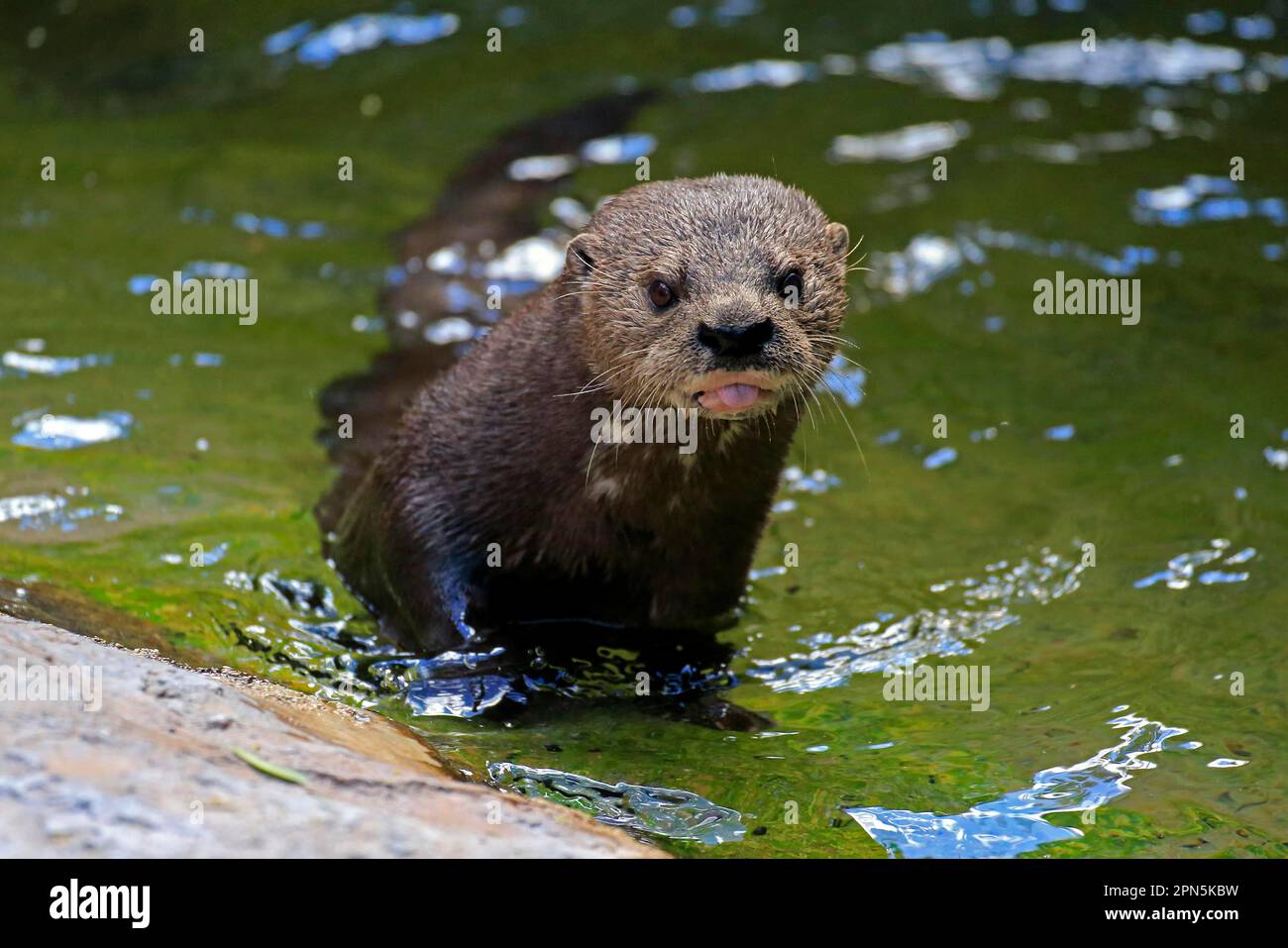 Spotted-necked otter (Hydrictis maculicollis) adult, standing in shallow water, Eastern Cape, South Africa, December (in captivity) Stock Photo