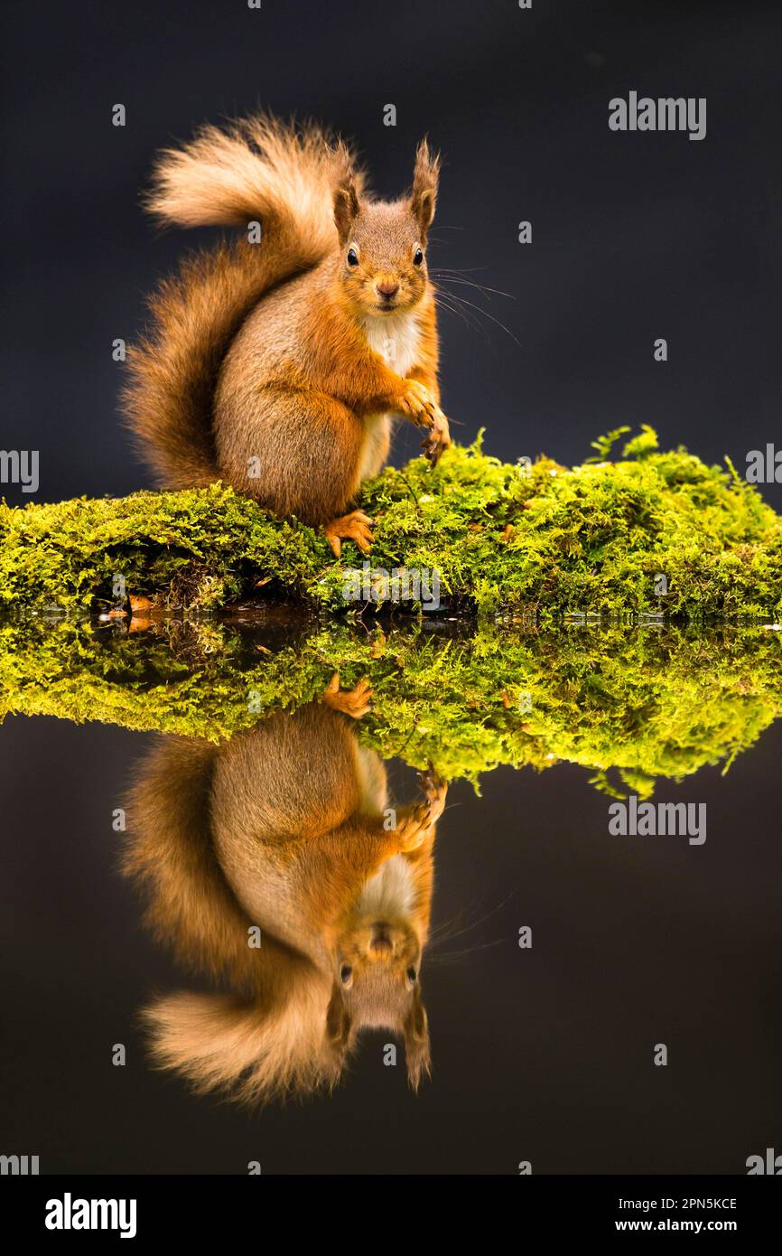 Eurasian red squirrel (Sciurus vulgaris), Squirrel, Rodents, Mammals, Animals, Eurasian Red Squirrel adult, sitting at edge of forest pool with Stock Photo