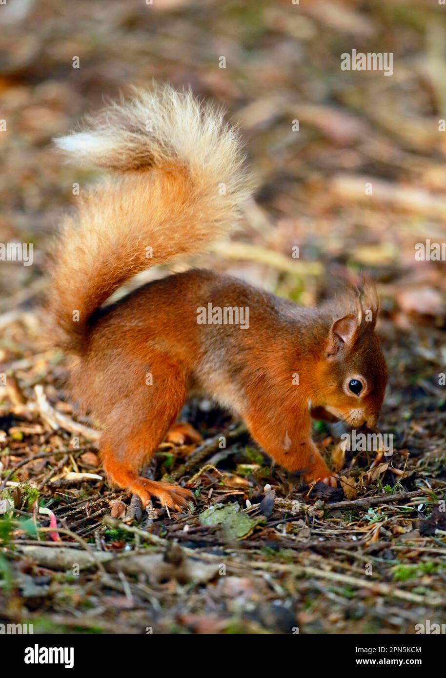 Eurasian Red Squirrel (Sciurus vulgaris) adult, burying nut in food