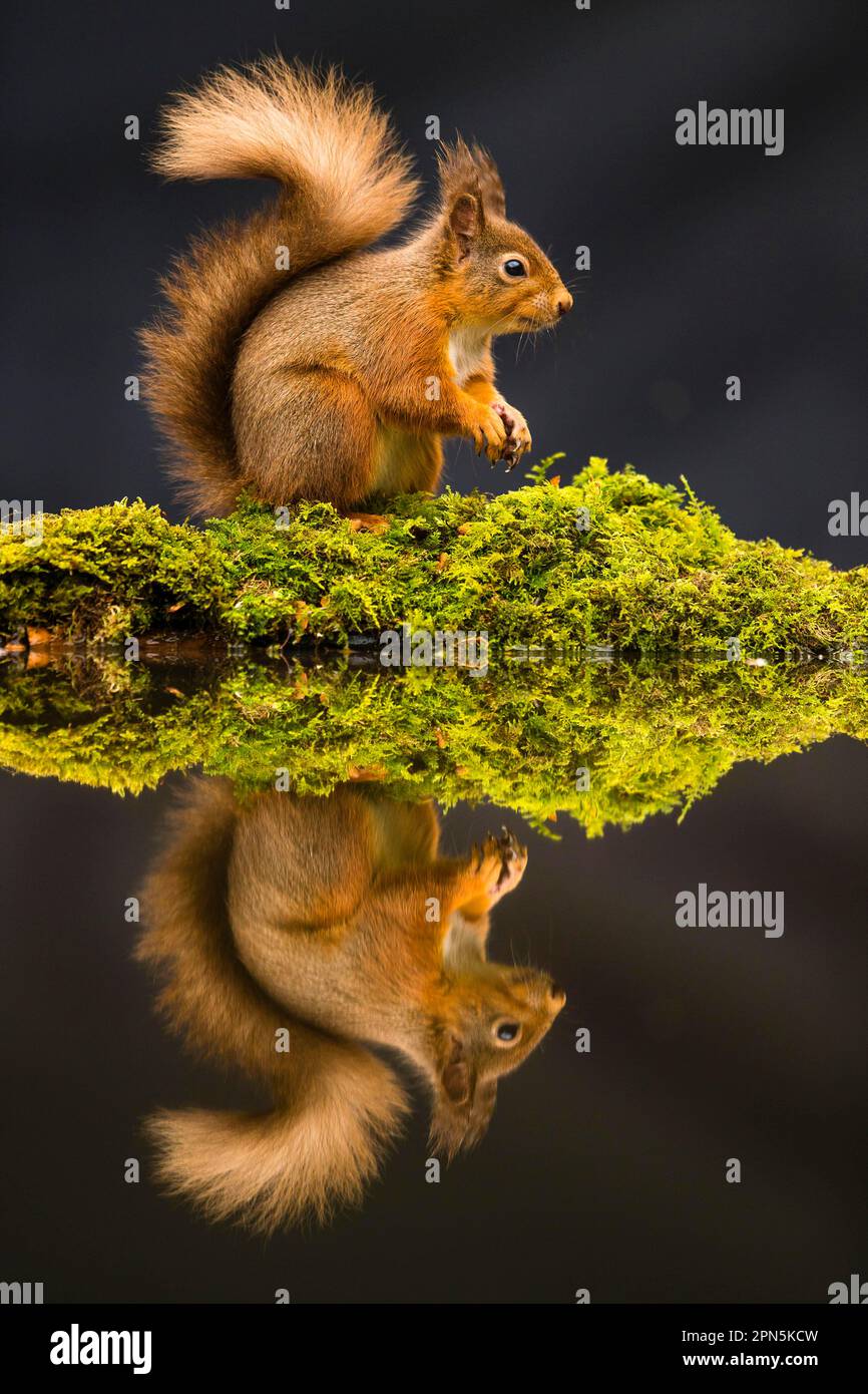 Eurasian red squirrel (Sciurus vulgaris), Squirrel, Rodents, Mammals, Animals, Eurasian Red Squirrel adult, sitting at edge of forest pool with Stock Photo