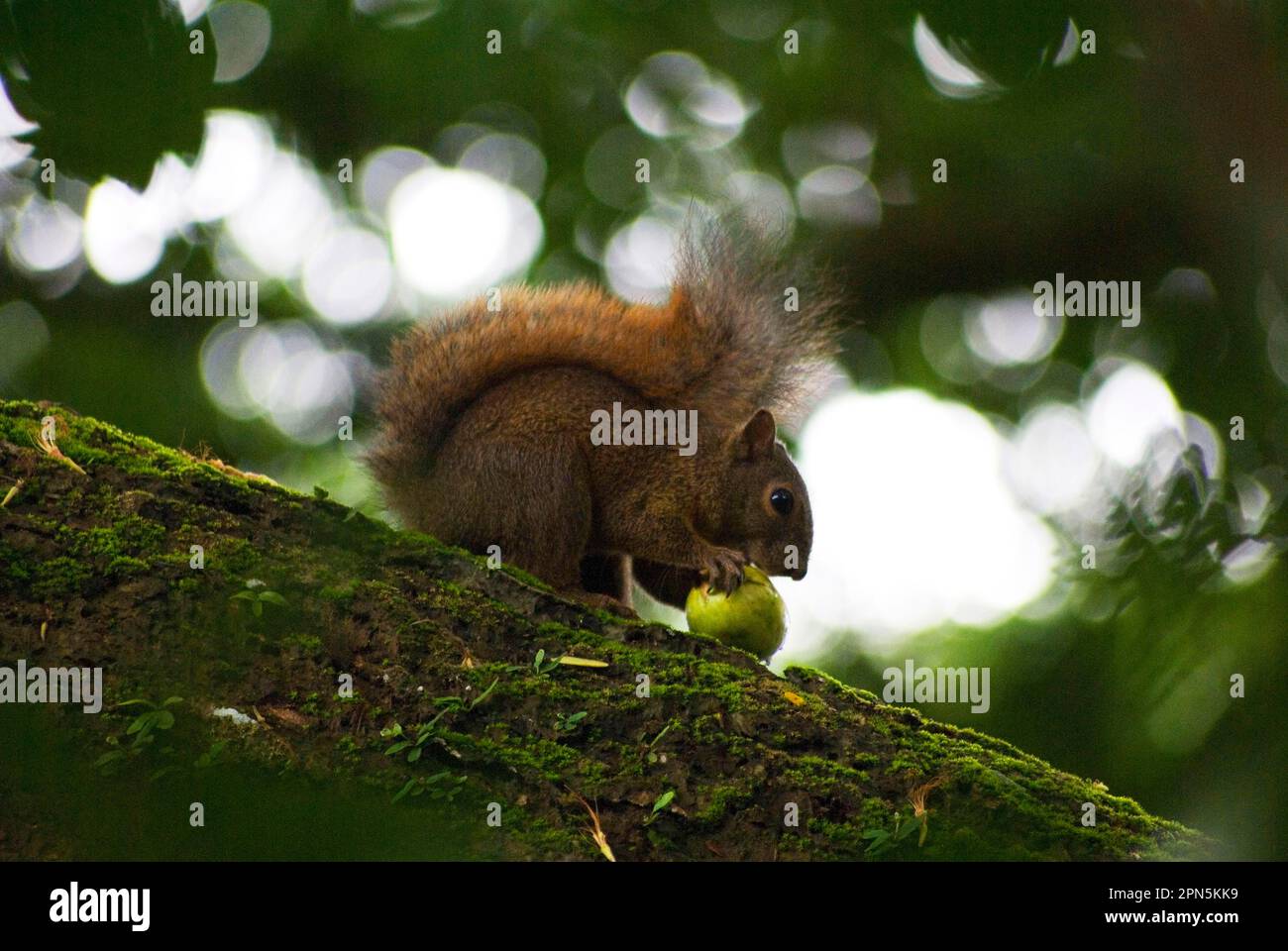Red-tailed squirrel (Sciurus granatensis), rodents, mammals, animals, Red-tailed squirrel adult, feeding on fruit, sitting on Tobago, Trinidad and Stock Photo